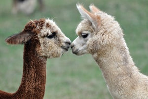 Limited edition Alpaca knitwear by Michele&Hoven